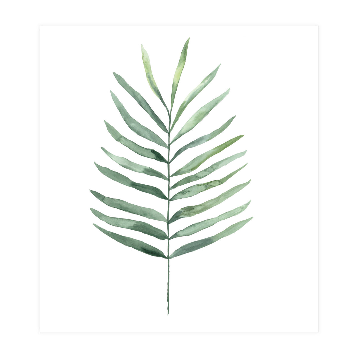 Botanical Illustration Fern (Print Only)