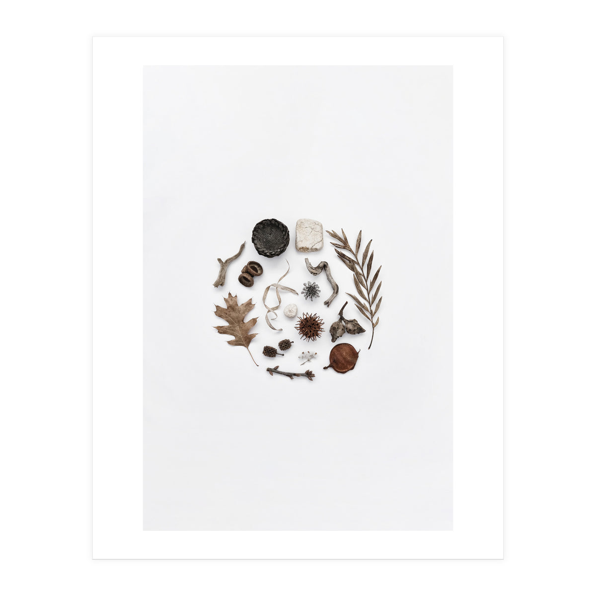 Treasures From Nature No. 2 (Print Only)