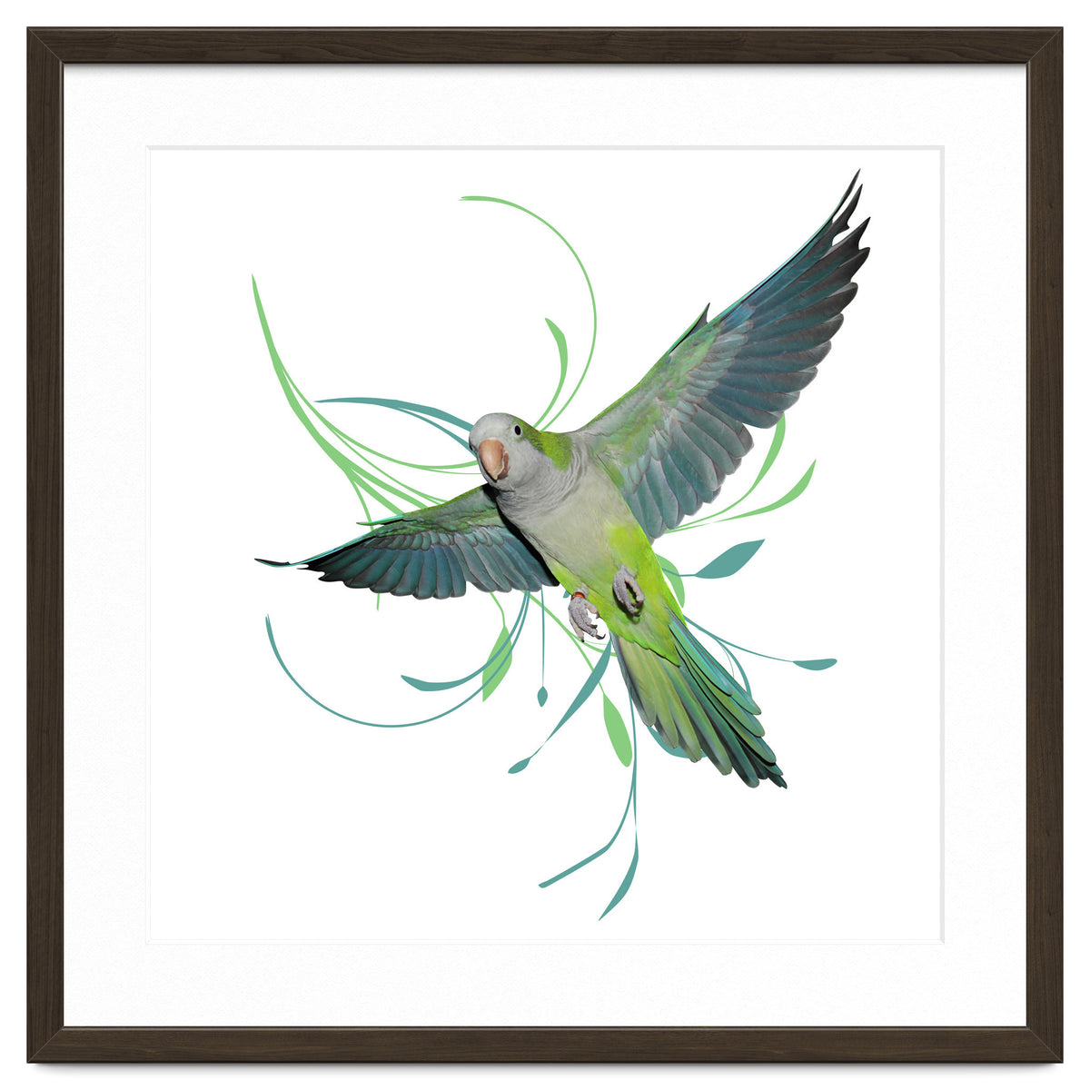 Flying quaker parrot