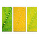 Autumn Leaves (Print Only) thumbnail
