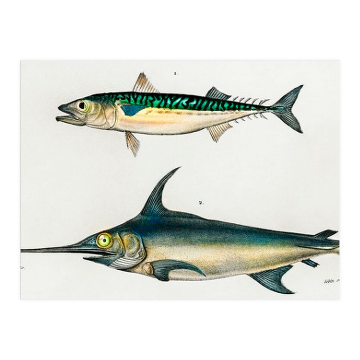 Different types of fishes illustrated  (Print Only)