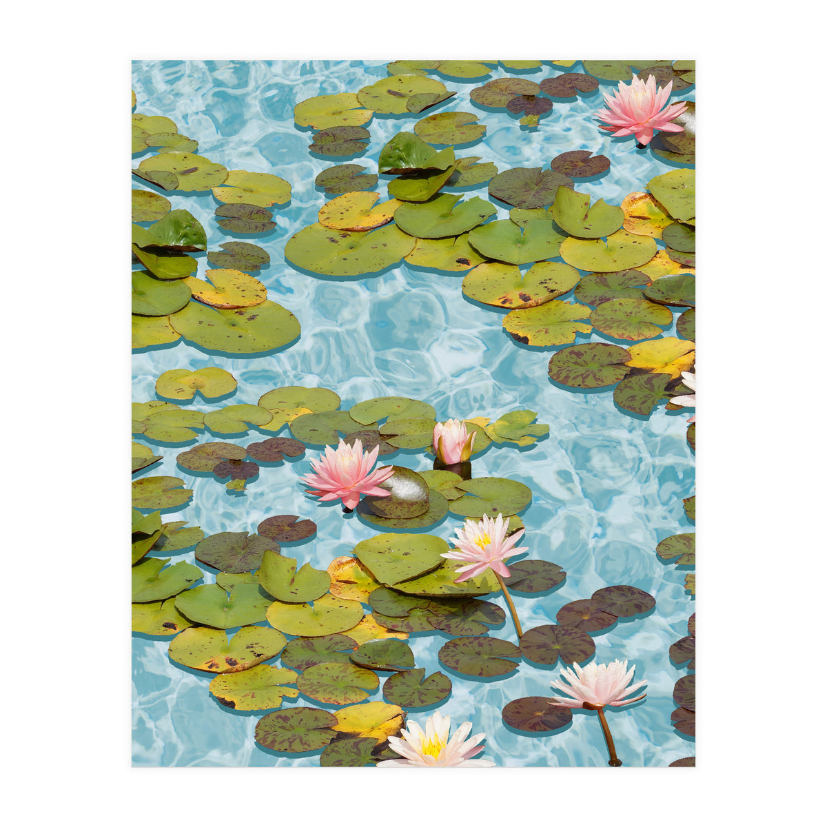 Lotus Formation (Print Only)