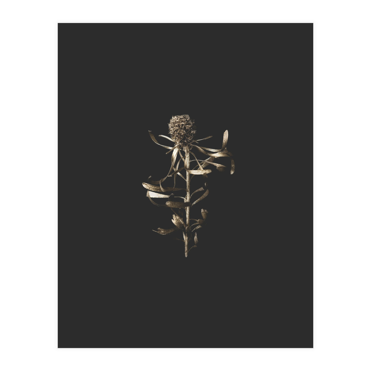 Golden Botanicals (Print Only)