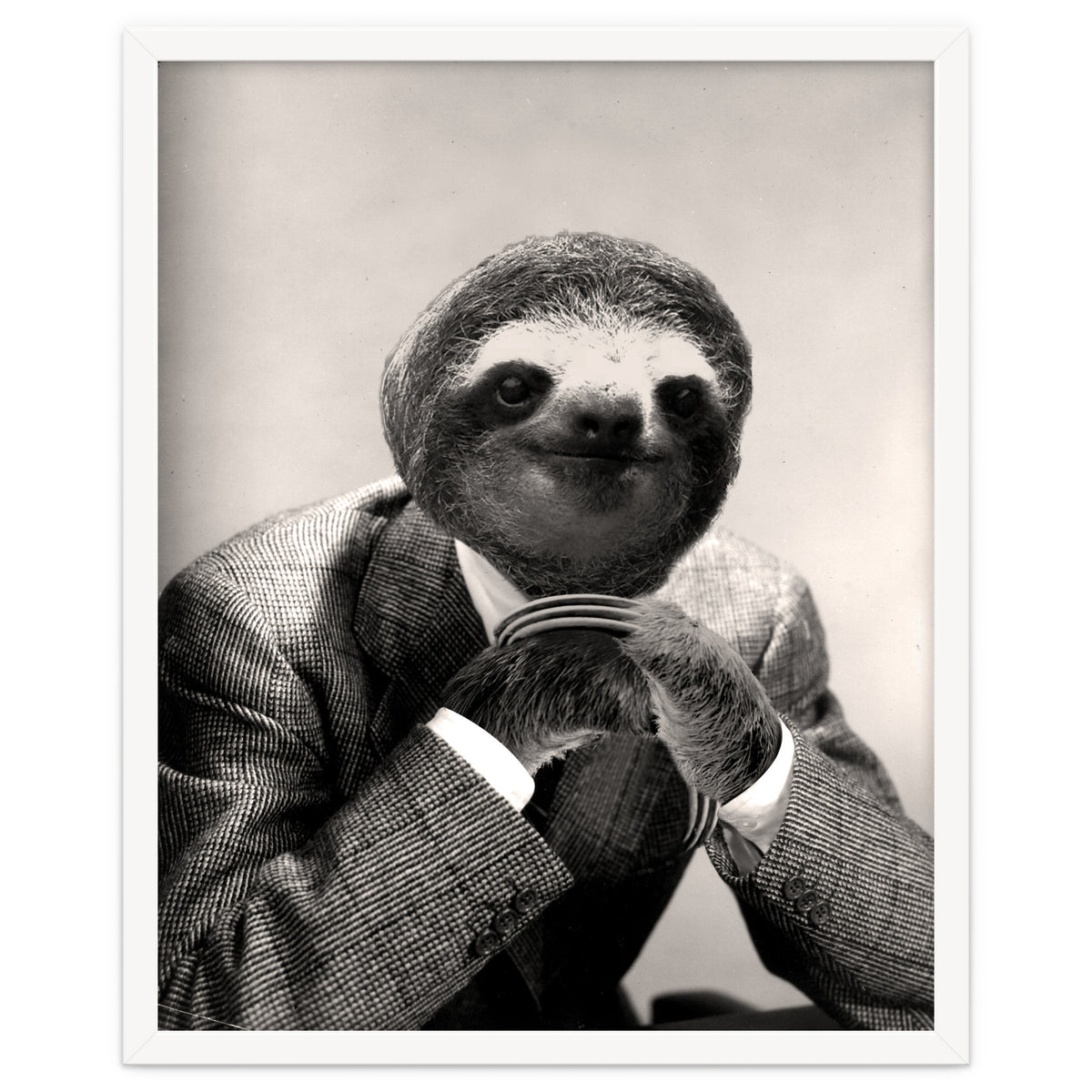 Gentleman Sloth 3
