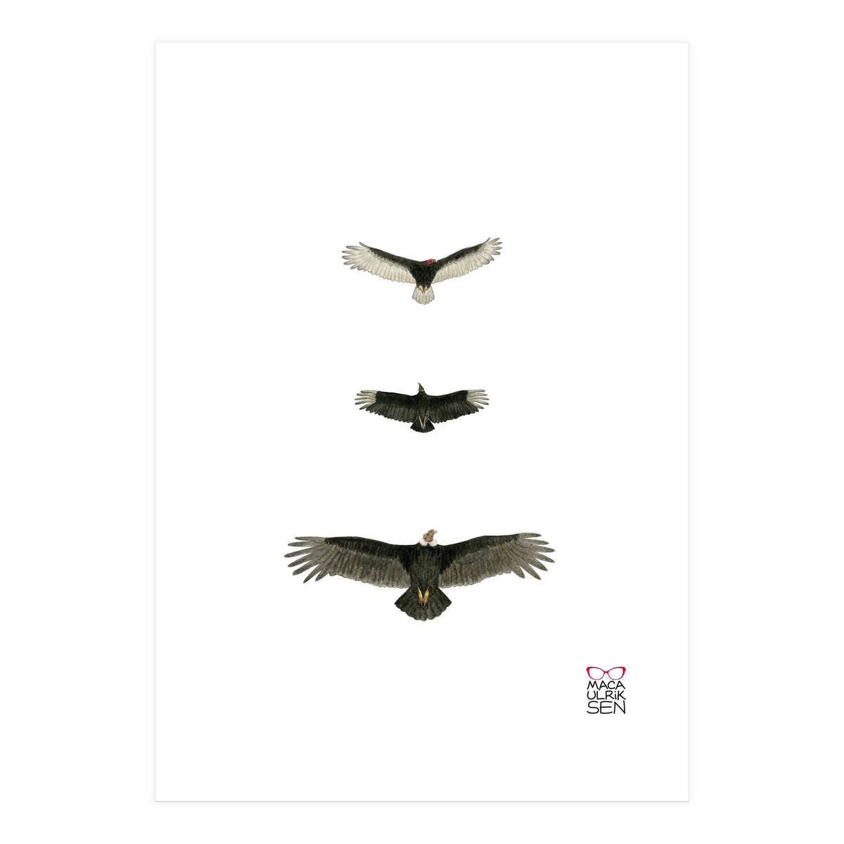 Cathartidae (Print Only)