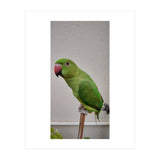 Beautiful Indian Parakeet (Print Only) thumbnail