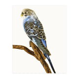 Cc Birds 04 (Print Only) thumbnail