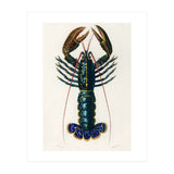 Crimson Crawfish illustrated (Print Only) thumbnail