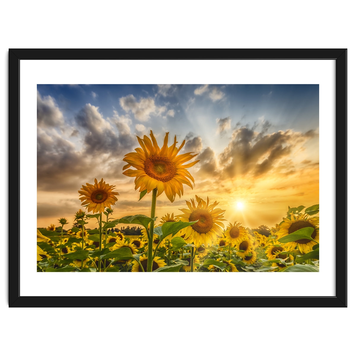 Lovely sunflowers in sunset