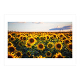 Summer Sunflowers (Print Only) thumbnail