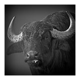Water buffalo (Print Only) thumbnail