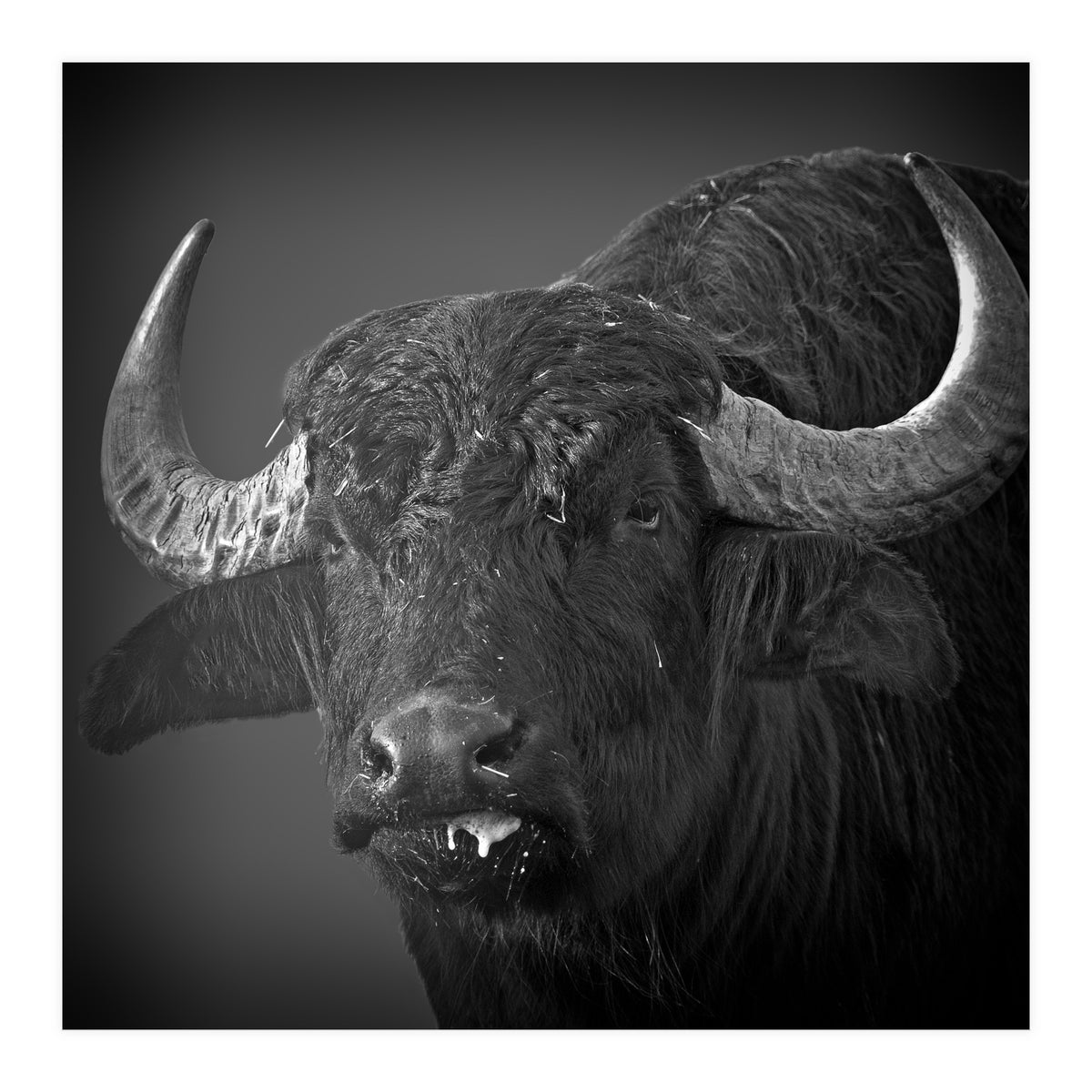 Water buffalo (Print Only)