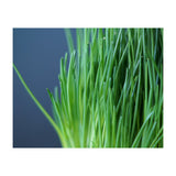 Chives (Print Only) thumbnail