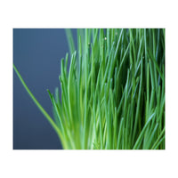 Chives (Print Only)