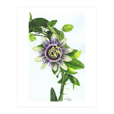 Passion Flower (Print Only) thumbnail