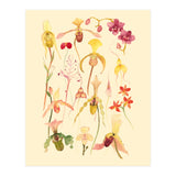 Orchids #3 (Print Only) thumbnail