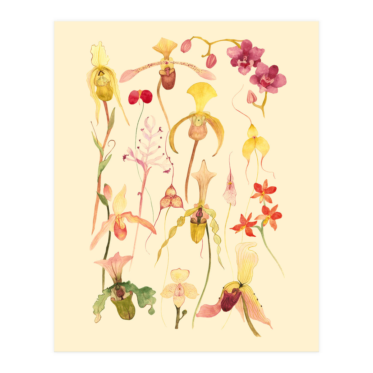 Orchids #3 (Print Only)