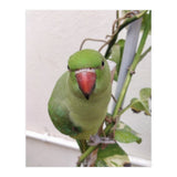 Attractive Indian Parrot (Print Only) thumbnail