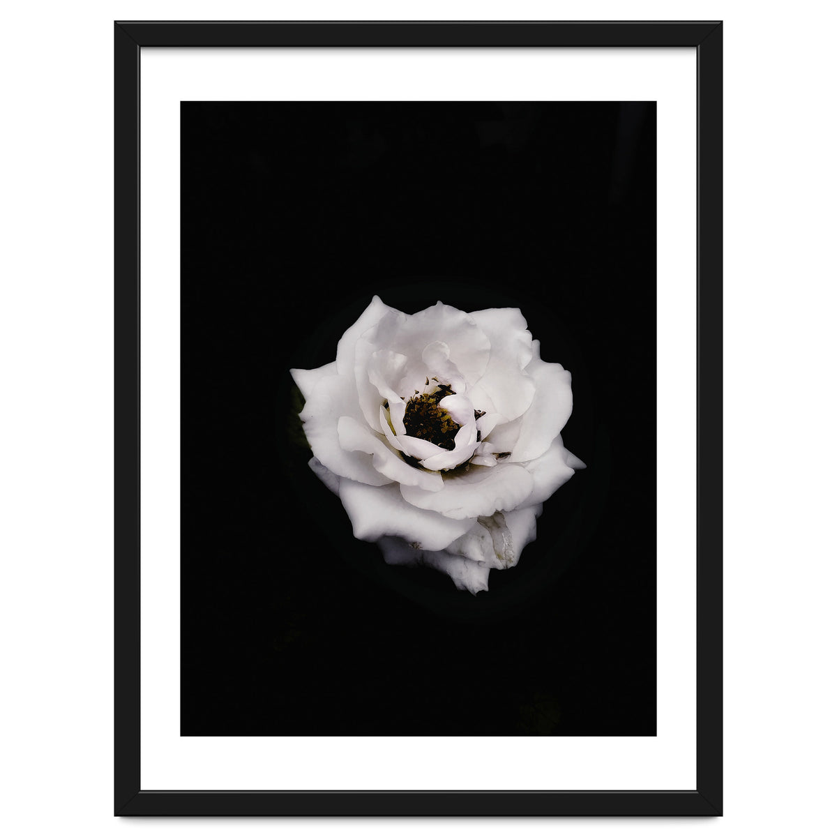 White Rose