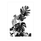 Monstera Black And White 09 (Print Only) thumbnail