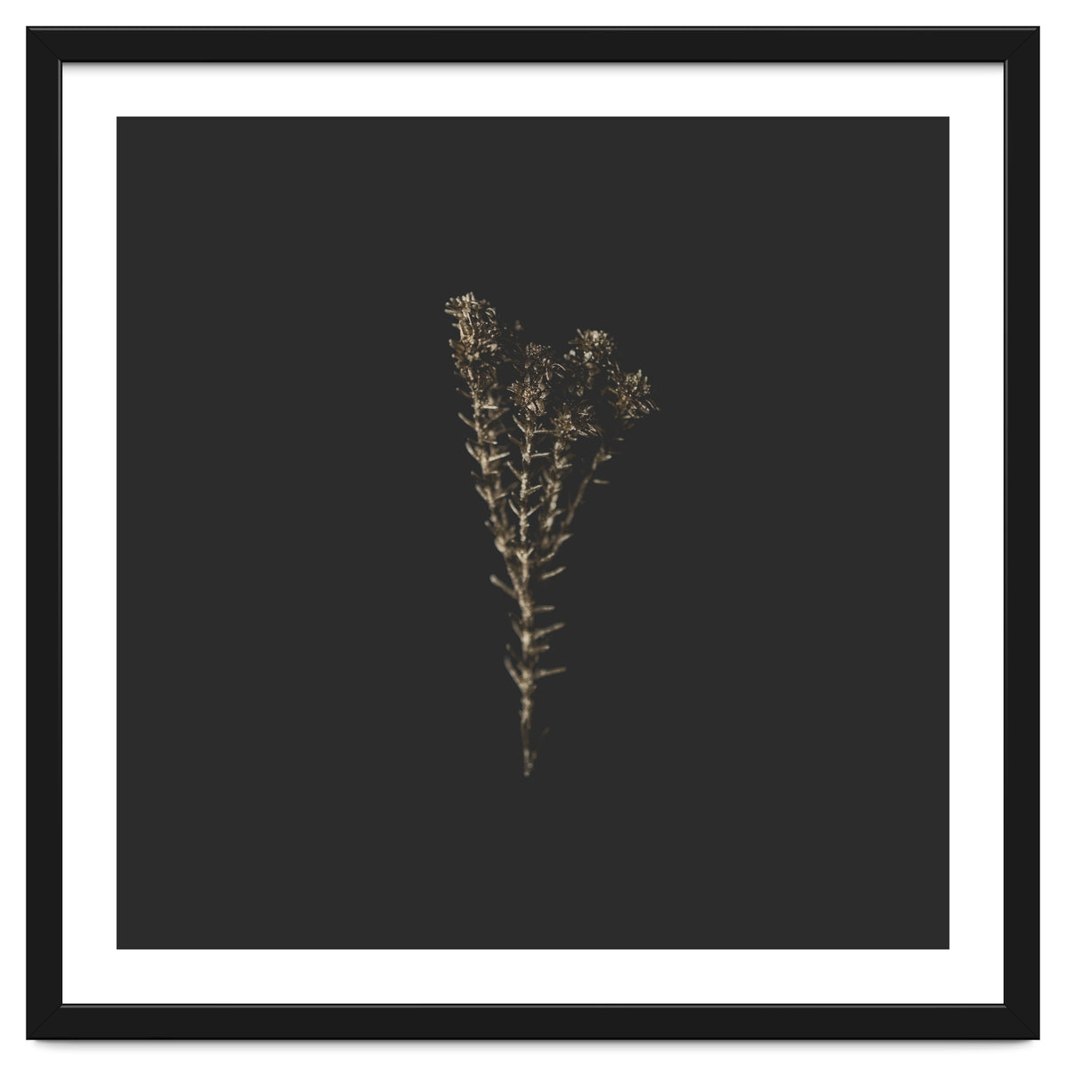 Moody Golden Botanicals - Square