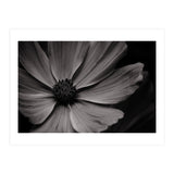Black And White Flower (Print Only) thumbnail