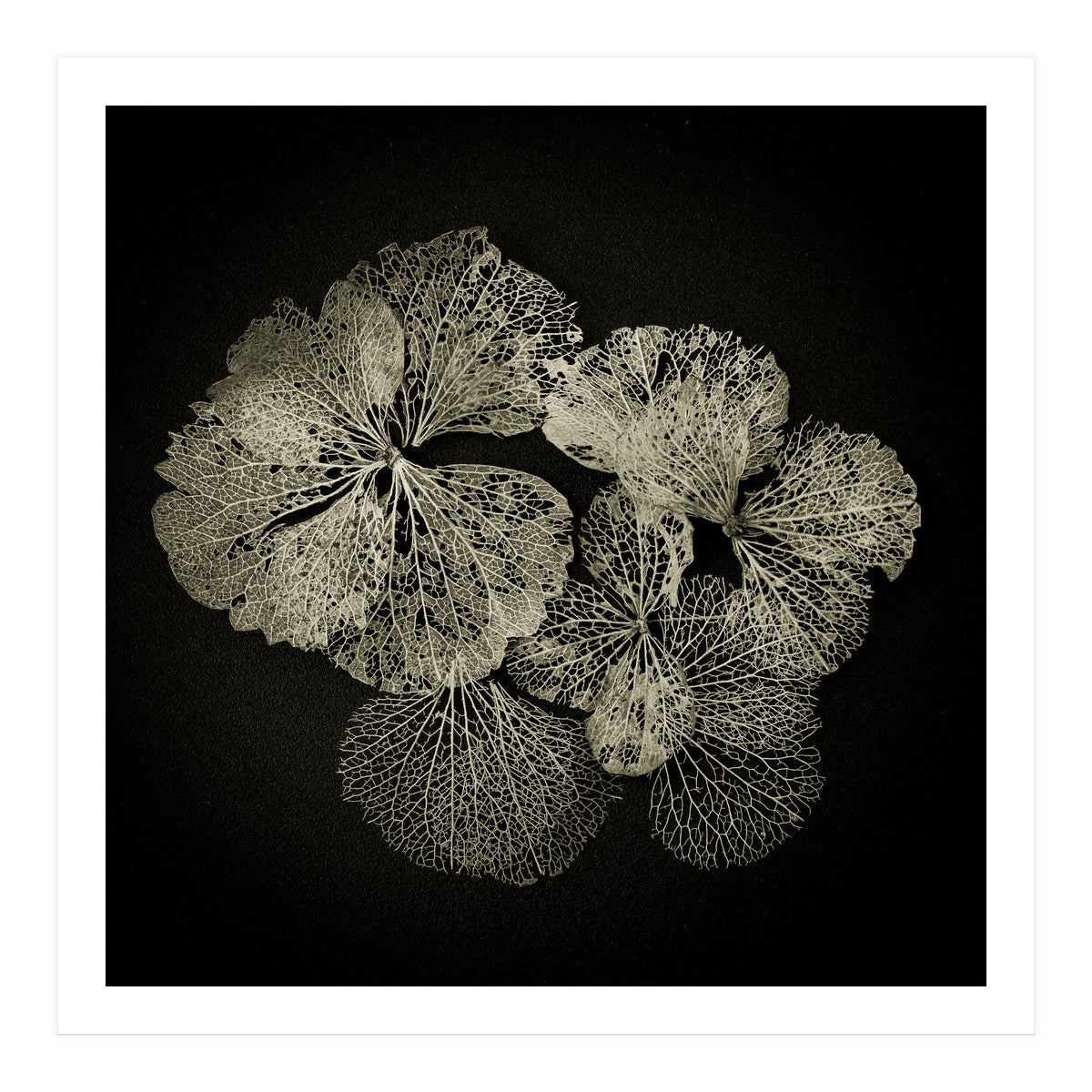Hydrangea Petals  (Print Only)