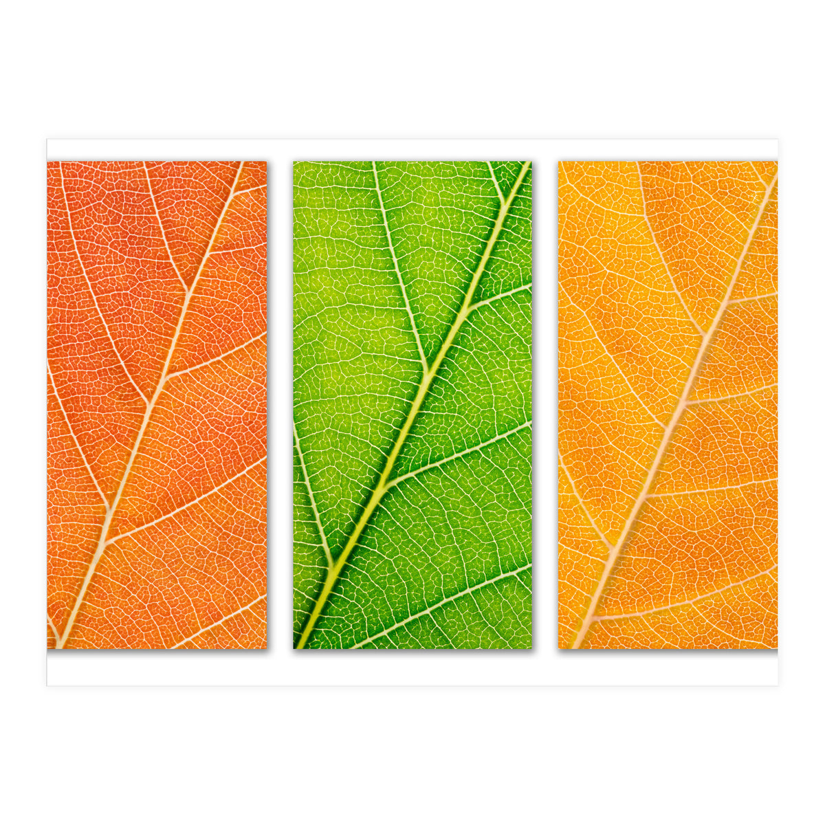 Autumn Leaves (Print Only)
