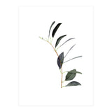 Untitled #14 - Eucalyptus (Print Only) thumbnail