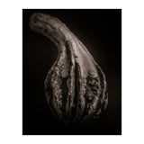 Gourds No 2 (Print Only) thumbnail