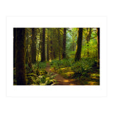 Old Growth Forest (Print Only) thumbnail