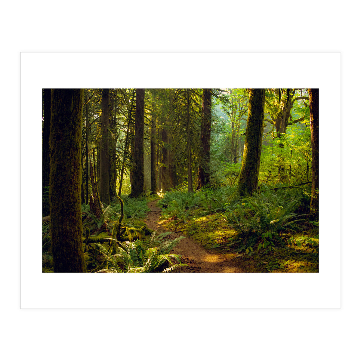 Old Growth Forest (Print Only)