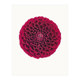 Cc Flower 03 (Print Only) thumbnail