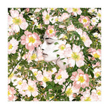 Child Of Nature (Print Only) thumbnail