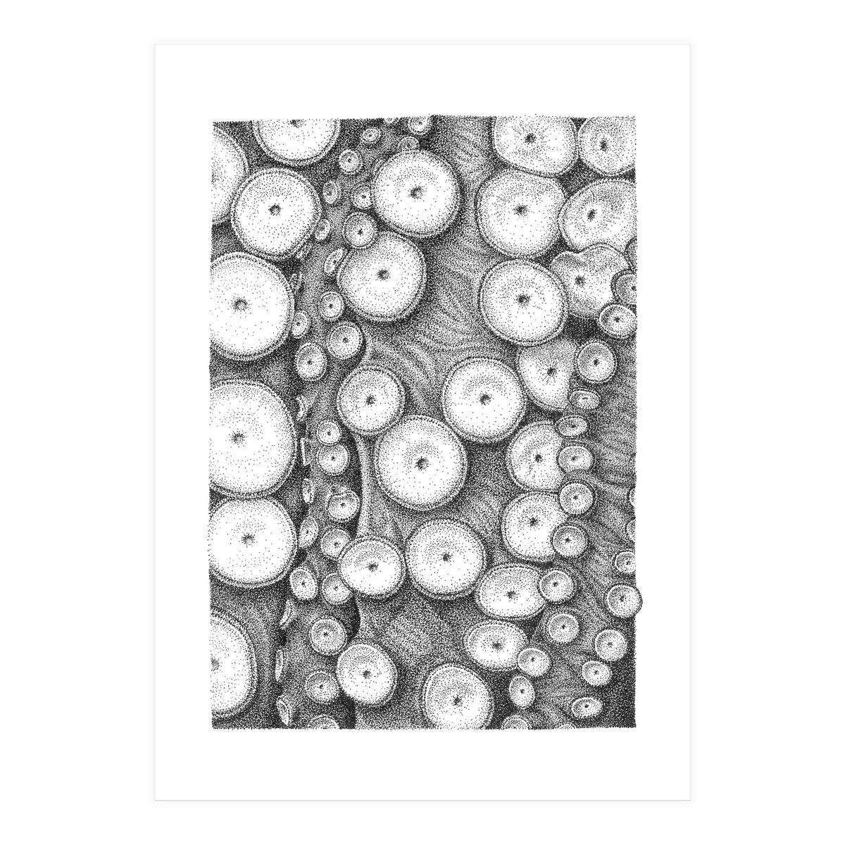 Octopus no. 3 (Print Only)