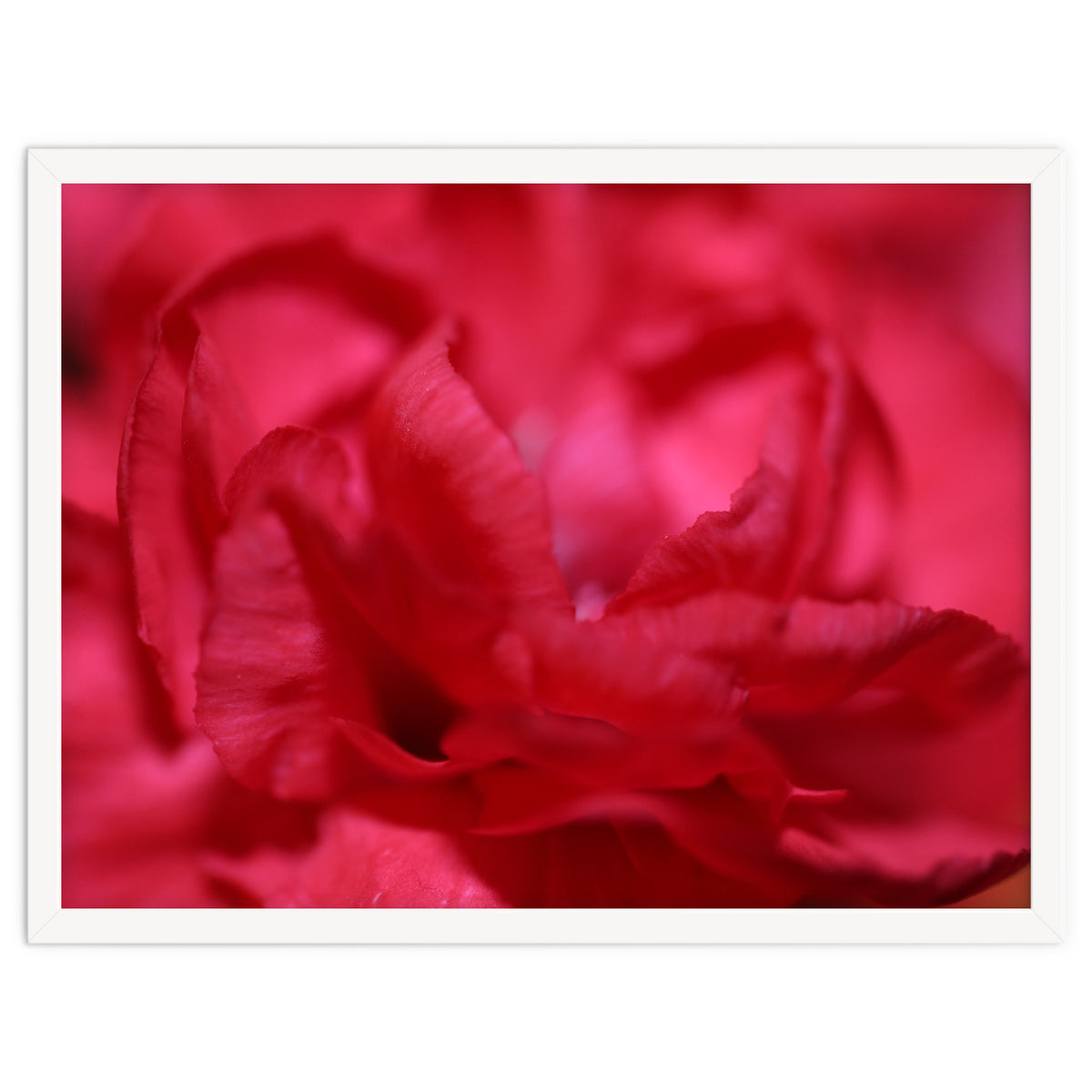 Red Peony