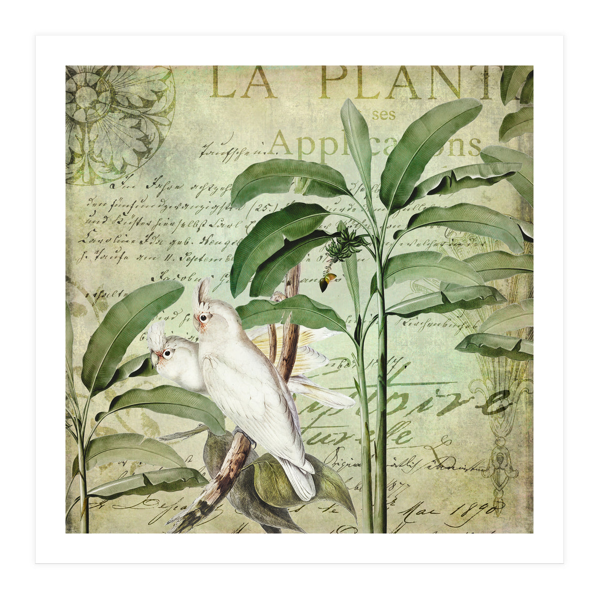 Nostalgic Cockatoo  (Print Only)