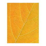 Autumn Leaf (Print Only) thumbnail