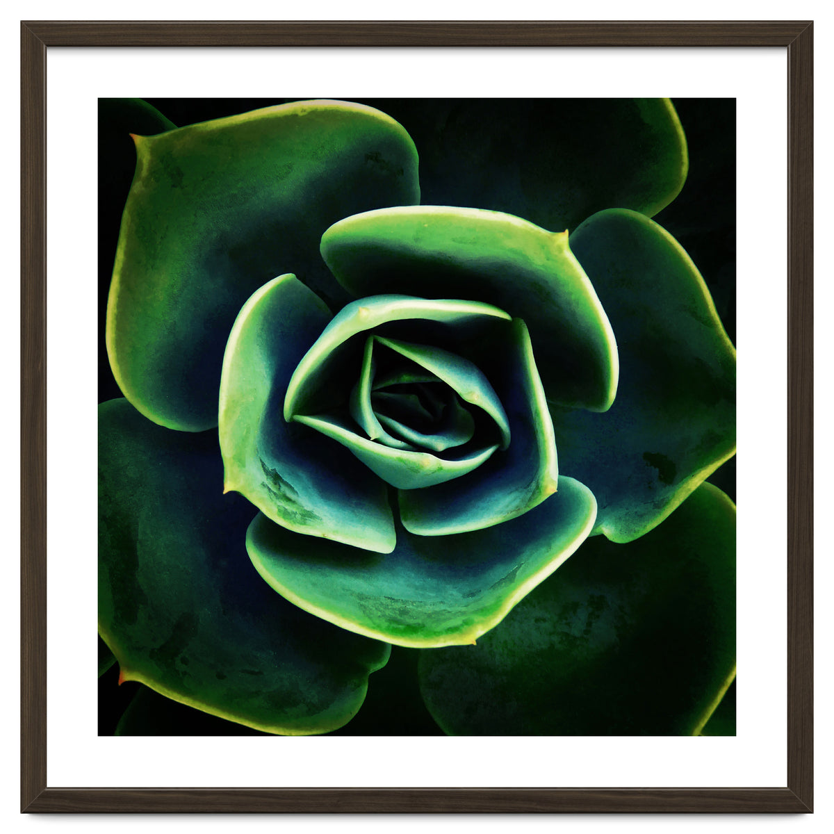 DARKSIDE OF SUCCULENTS XIV