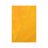 Autumn Leaf (Print Only) thumbnail