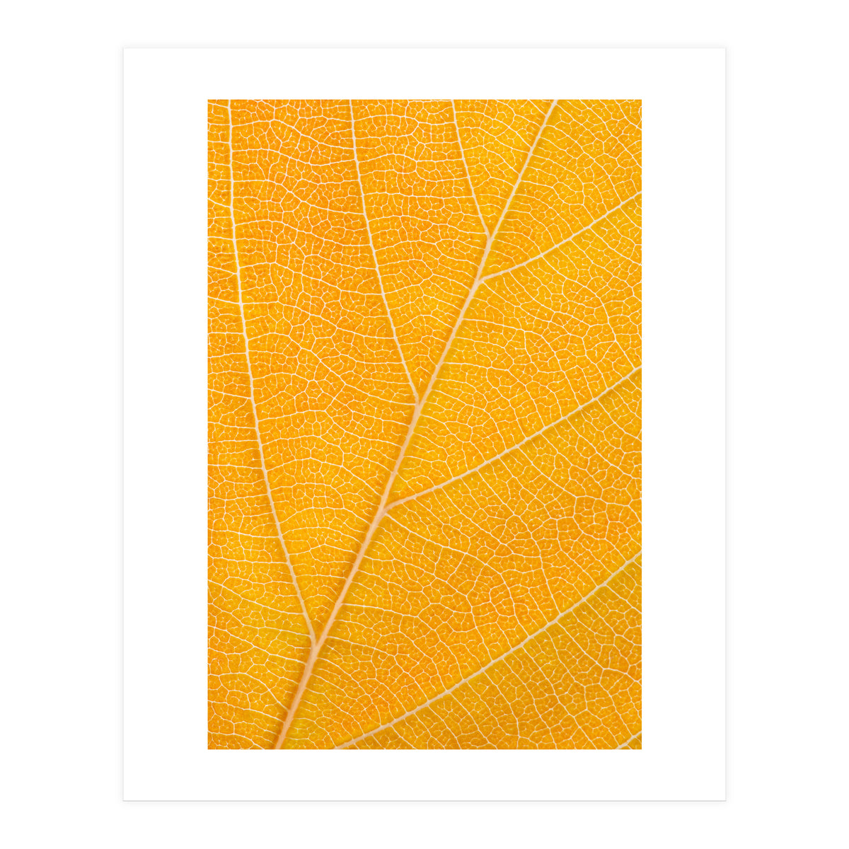Autumn Leaf (Print Only)