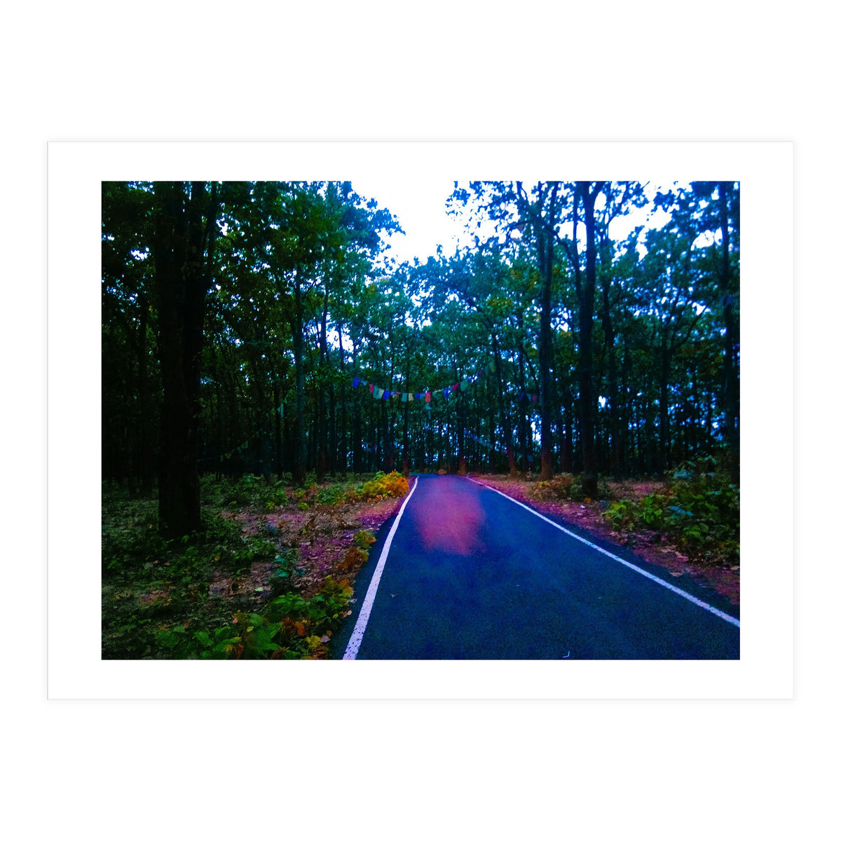 Into The Wild (Print Only)