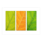 Autumn Leaves (Print Only) thumbnail