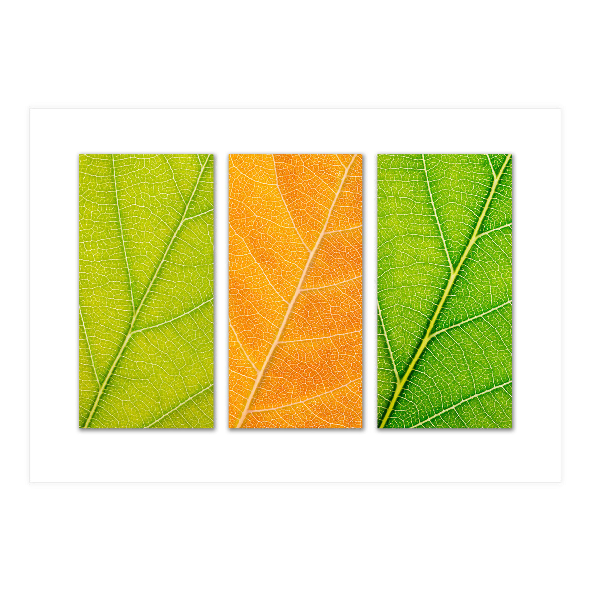 Autumn Leaves (Print Only)