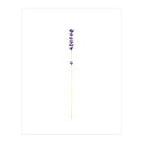 Lavender twig (Print Only) thumbnail
