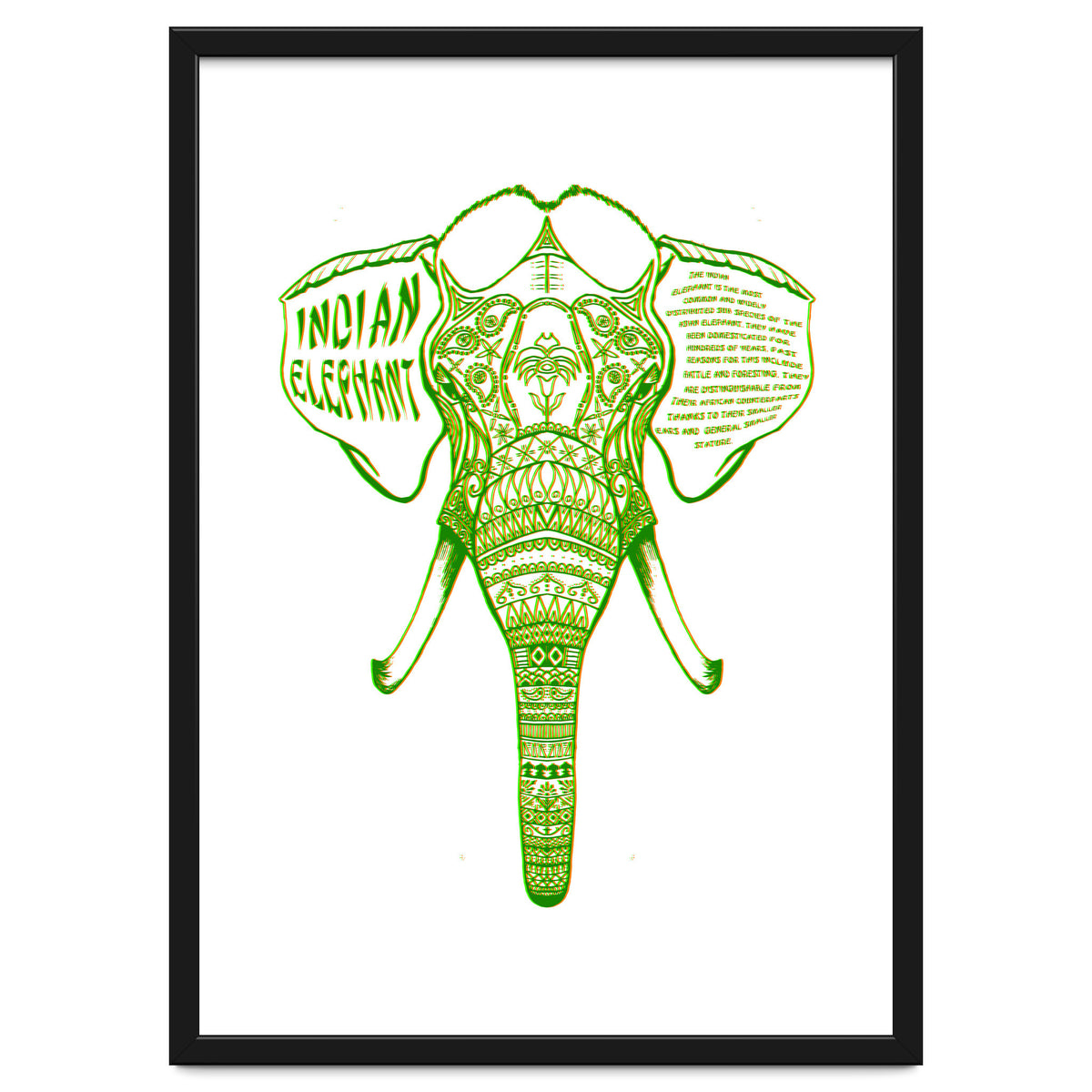 Indian Elephant