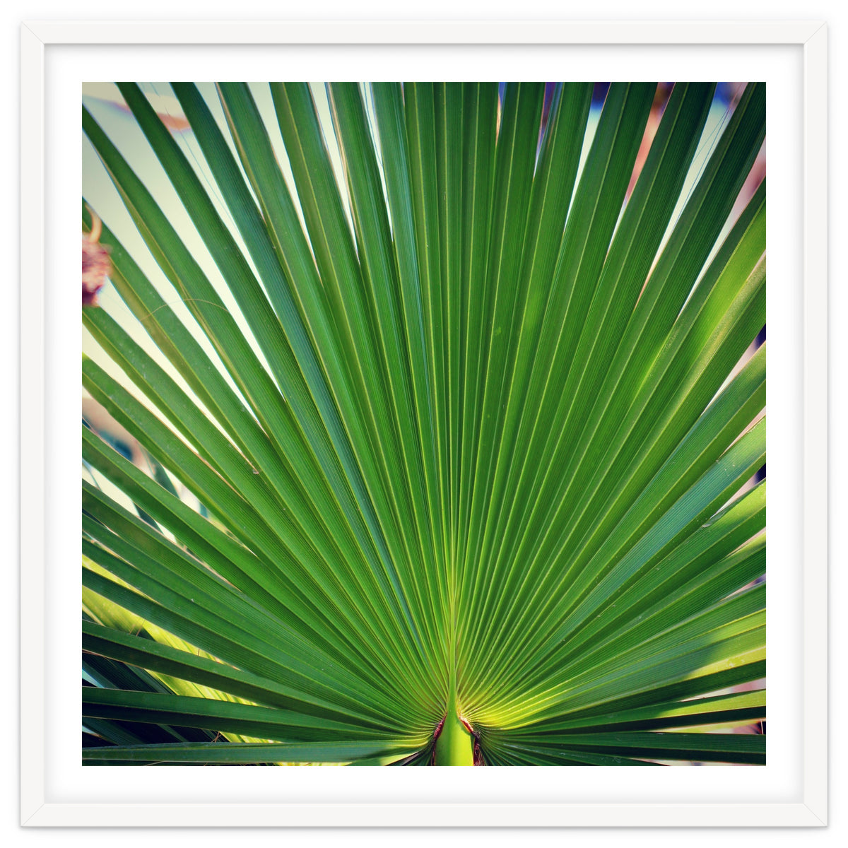 palm leaf