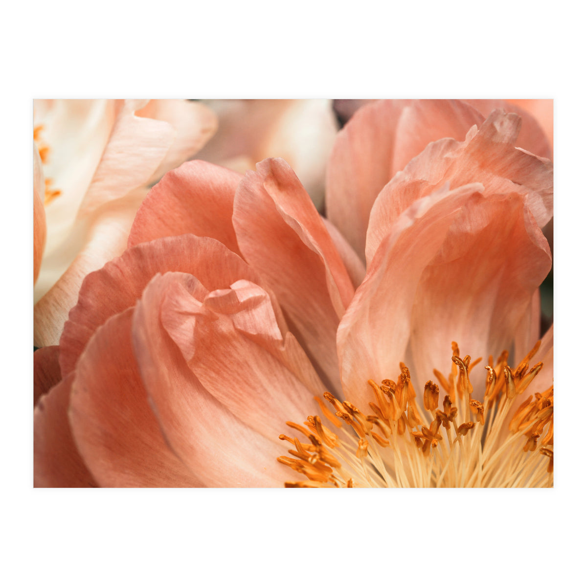 Coral Charm #1 (Print Only)