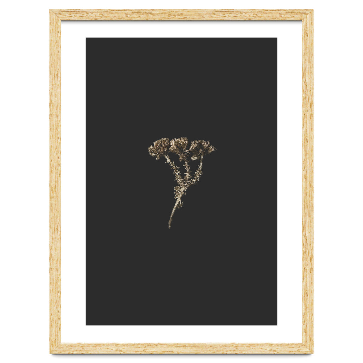 Gold Burst Botanicals