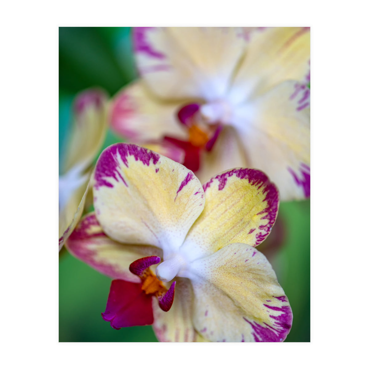 Orchidee Phalleanopsis (Print Only)